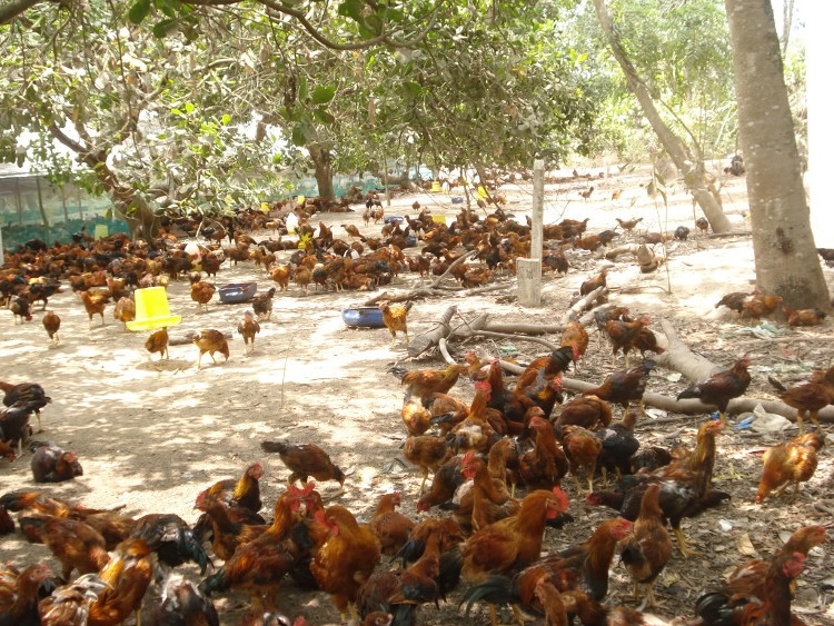 Kỹ thuật chăn nuôi gà thả vườn theo hướng an toàn sinh học