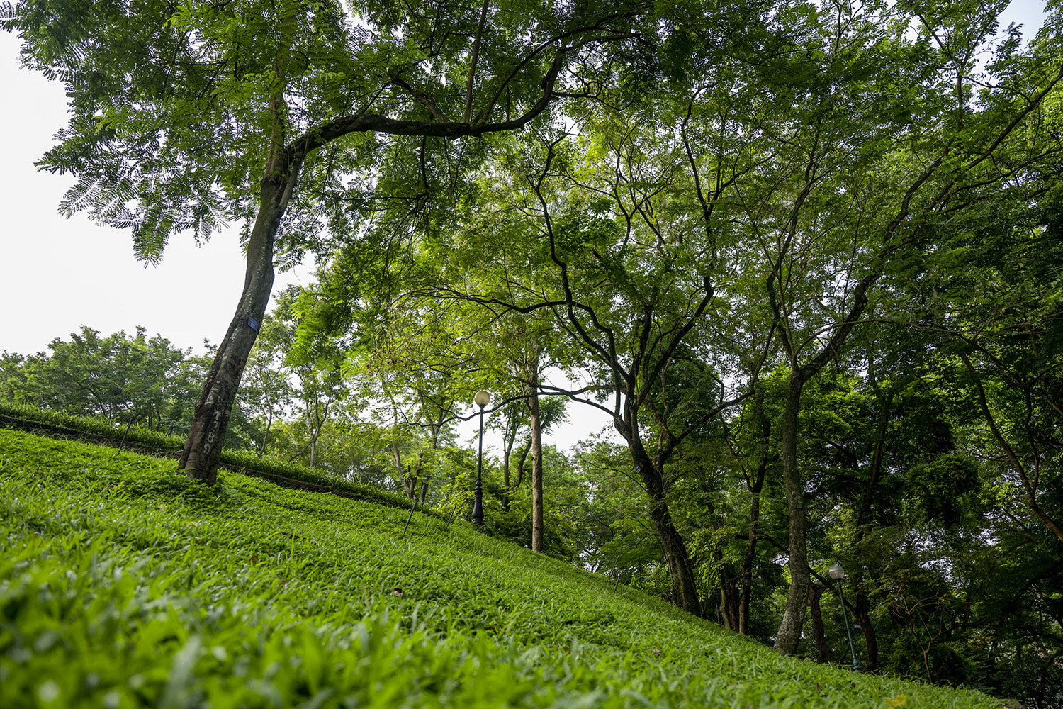 Ngỡ ngàng với cảnh bình minh trong &amp;#34;rừng xanh&amp;#34; giữa lòng Hà Nội - 11